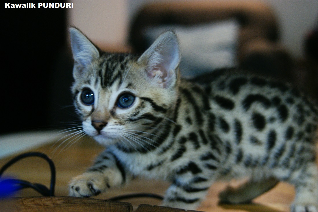 chaton bengal spotted